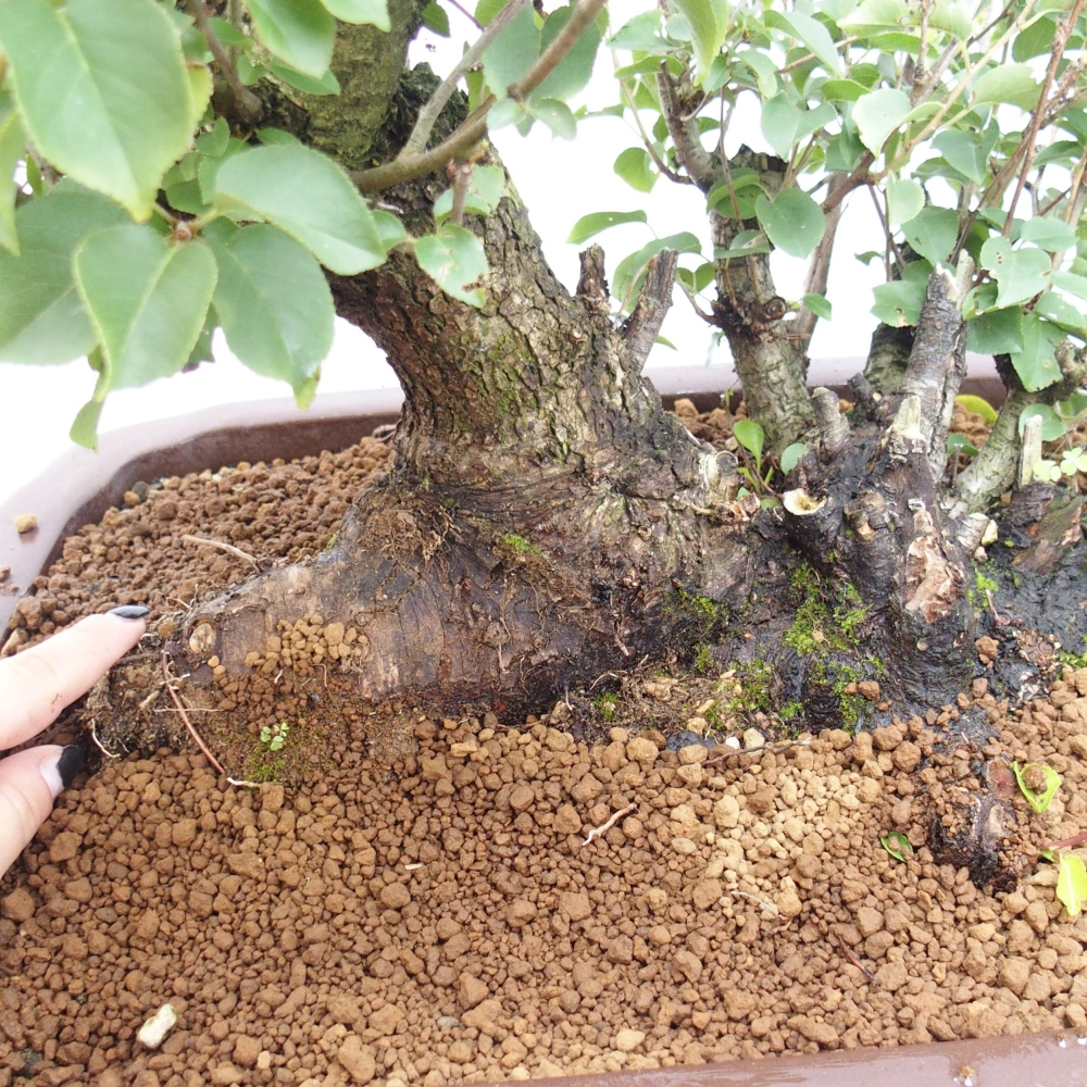 Outdoor bonsai - Mahalebka - Prunus mahaleb