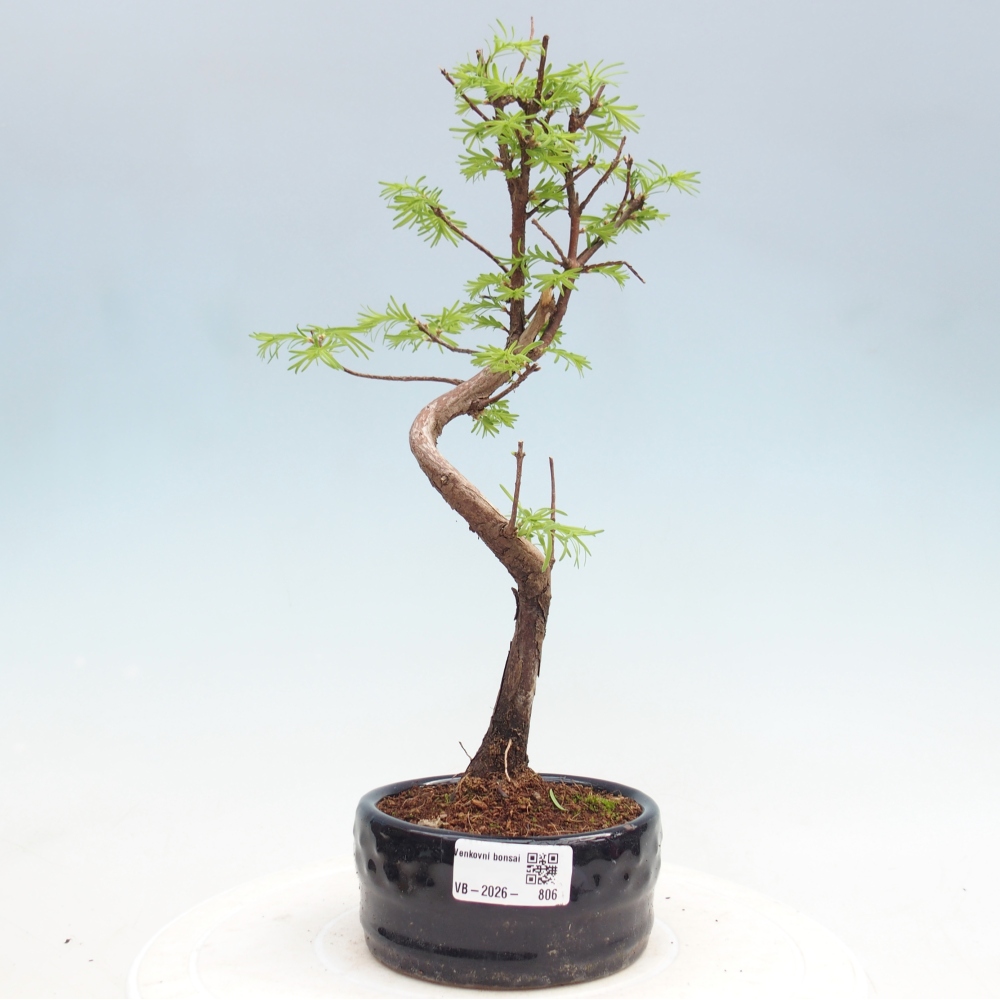 Outdoor bonsai - Metasequoia glyptostroboides - Chinese Metasequoia