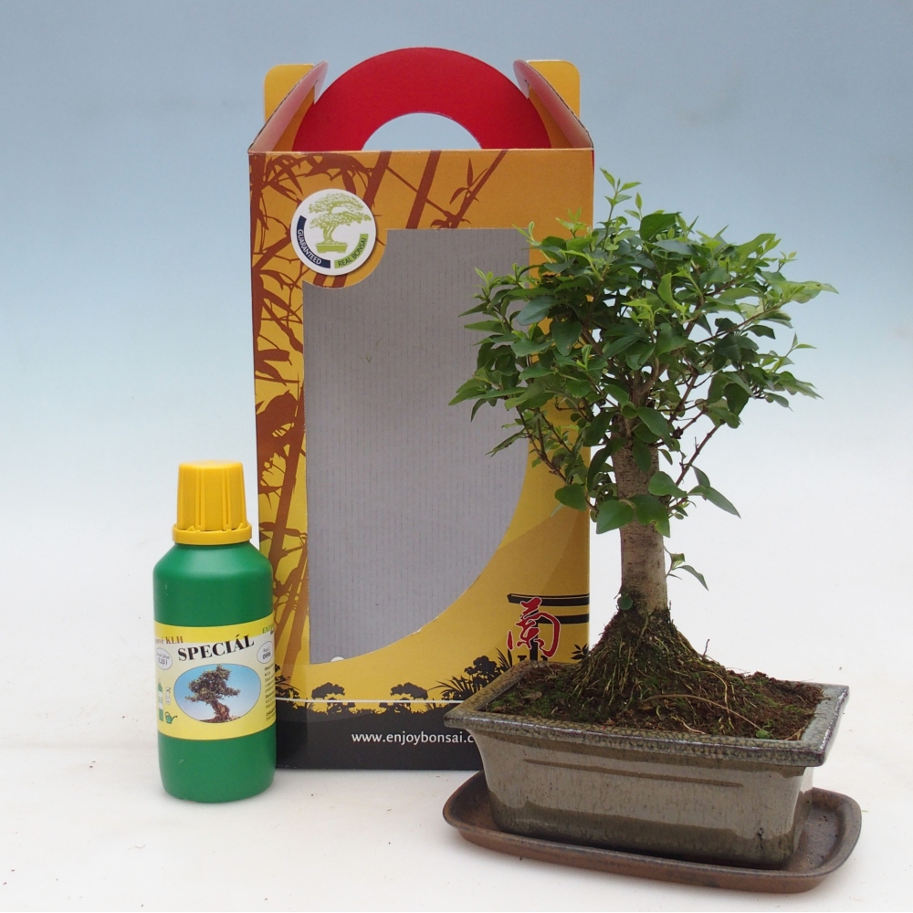 Room bonsai in gift box Ligustrum chinensis - Birds Beak