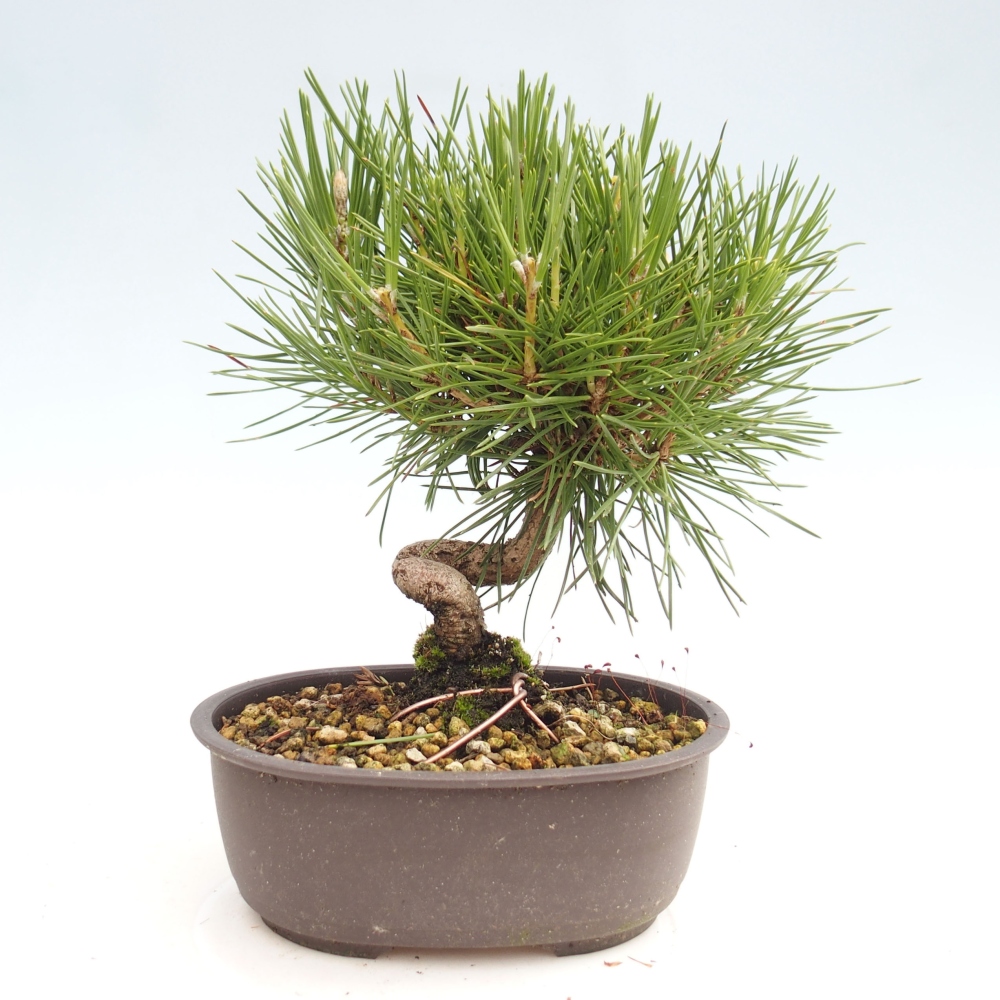 Outdoor bonsai - Pinus thunbergii - Thunbergia pine