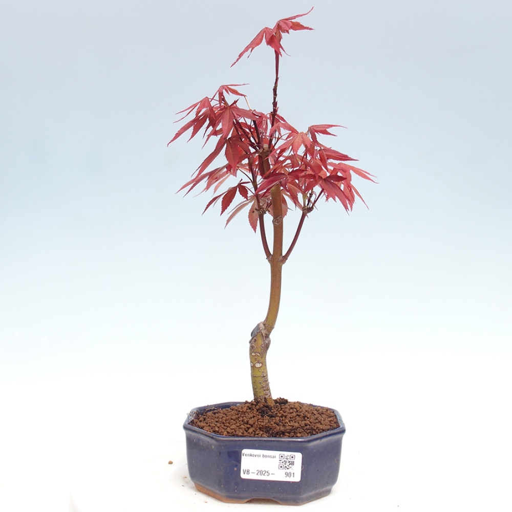 Outdoor bonsai - Acer palm. Atropurpureum-Palmleaf Maple