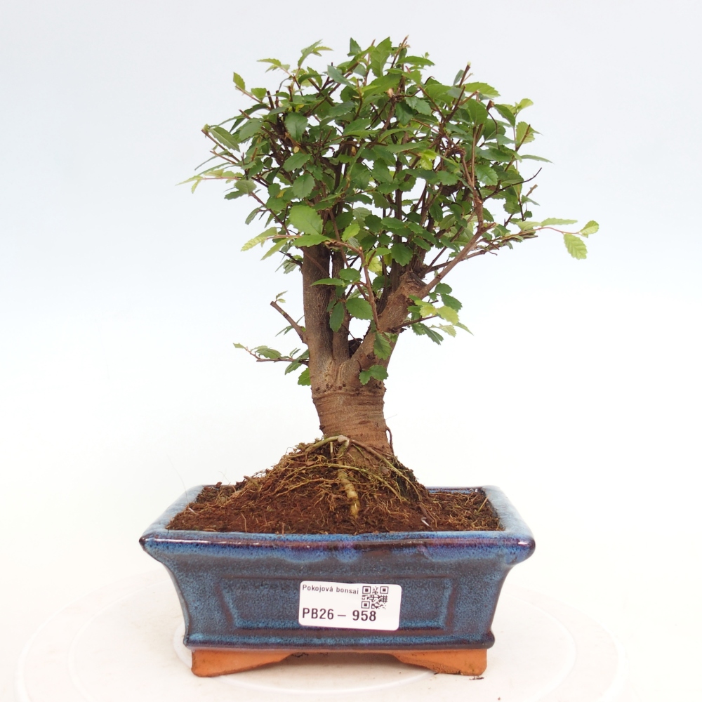 Room bonsai - Ulmus parvifolia - Small-leaved elm