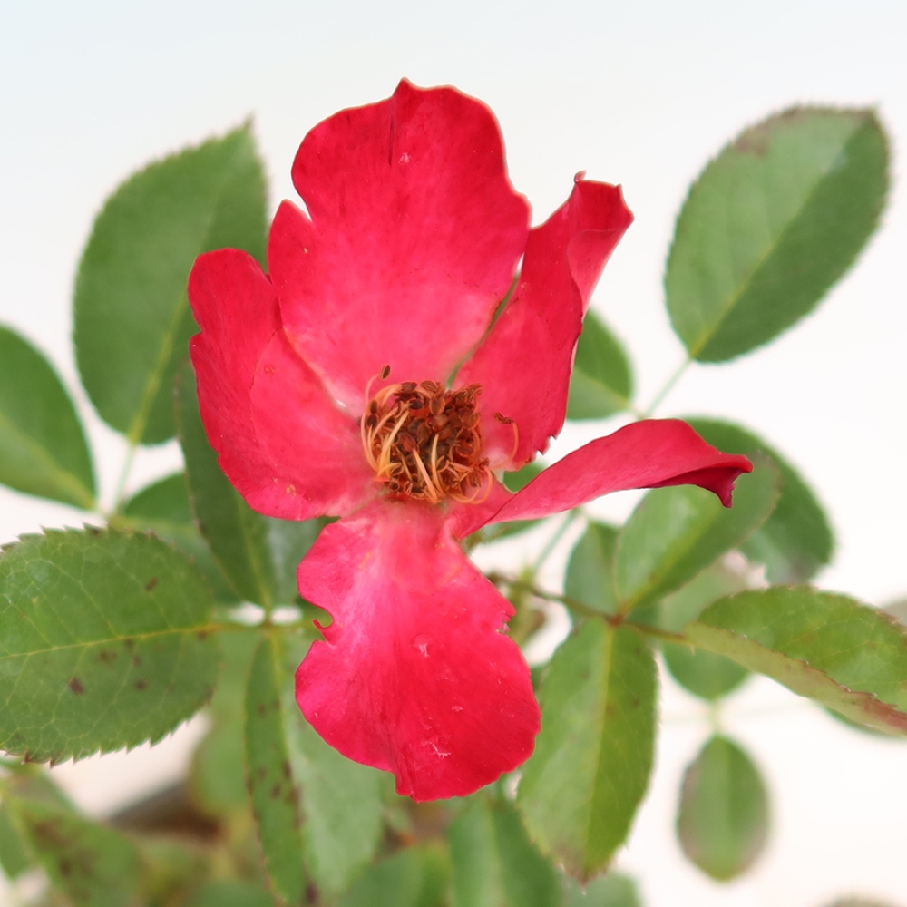 Outdoor Bonsai - Rosa Kordes - Rose