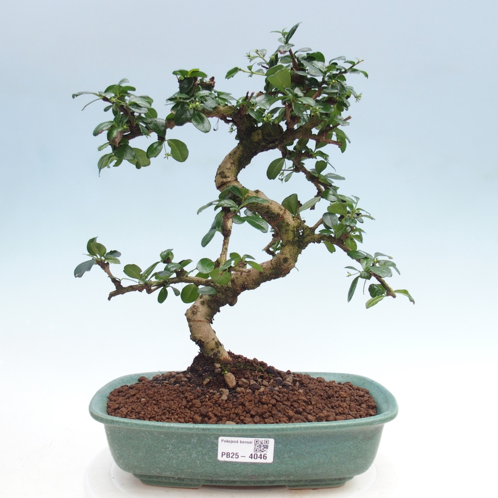 Room bonsai - Carmona macrophylla - Tea fuki