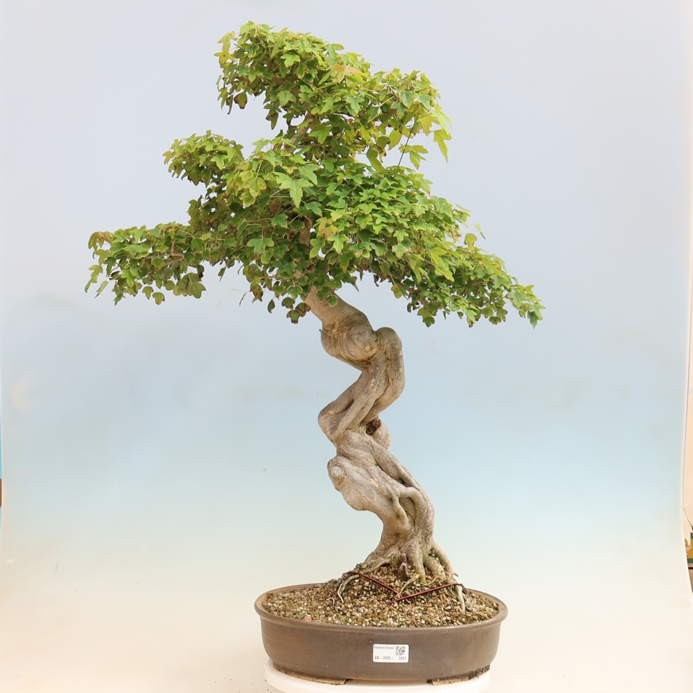 Outdoor bonsai - Acer Buergerianum - Burger Maple
