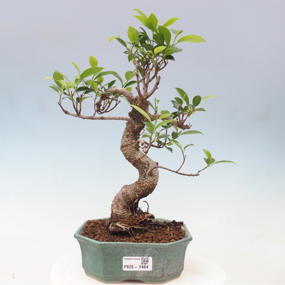 Room bonsai - Ficus retusa - small-leaved ficus