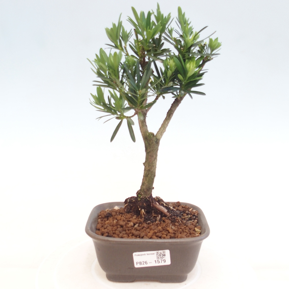 Room bonsai - Podocarpus - Stone Yew