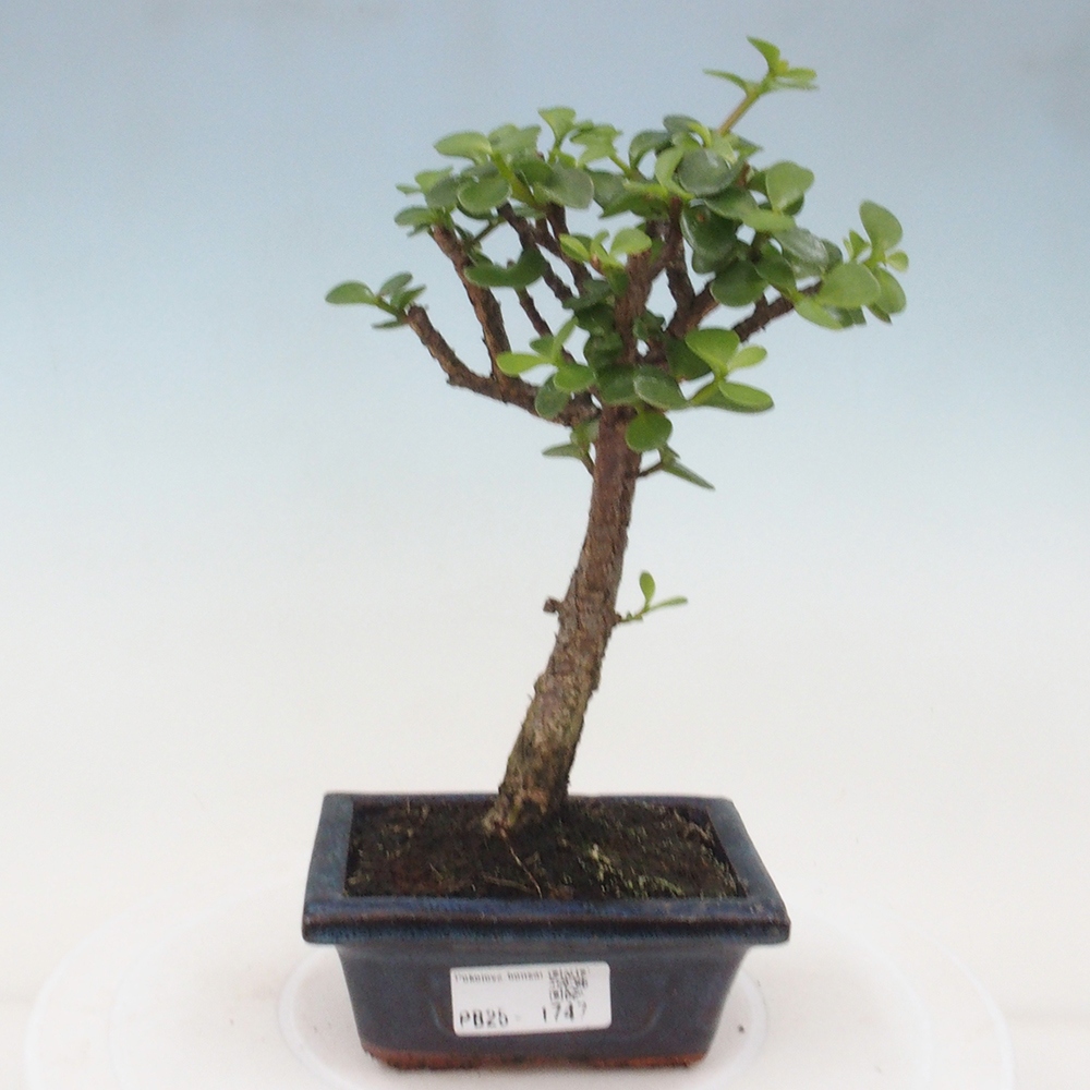 Indoor bonsai - Portulakaria Afra - Tlustice