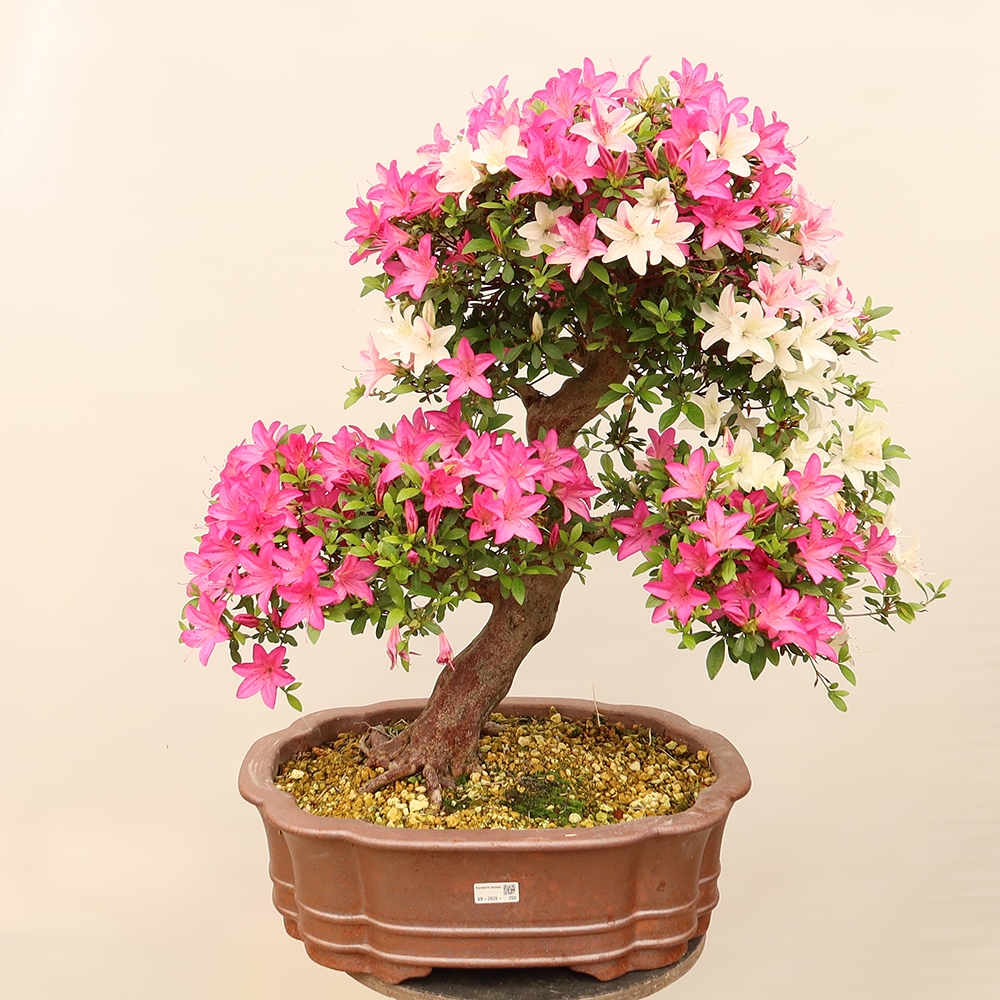 Outdoor bonsai - Japanese Azalea - Azalea Miyabihime