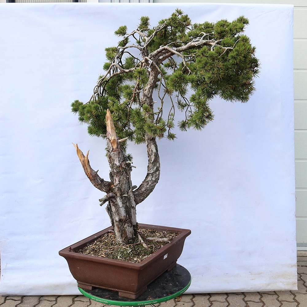 Pinus sylvestris Spain - Scots pine