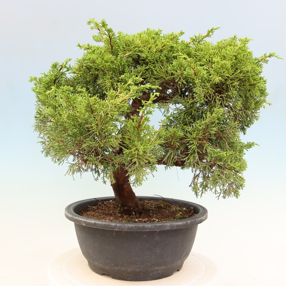 Outdoor Bonsai - Juniperus chinensis Itoigawa - Chinese Juniper