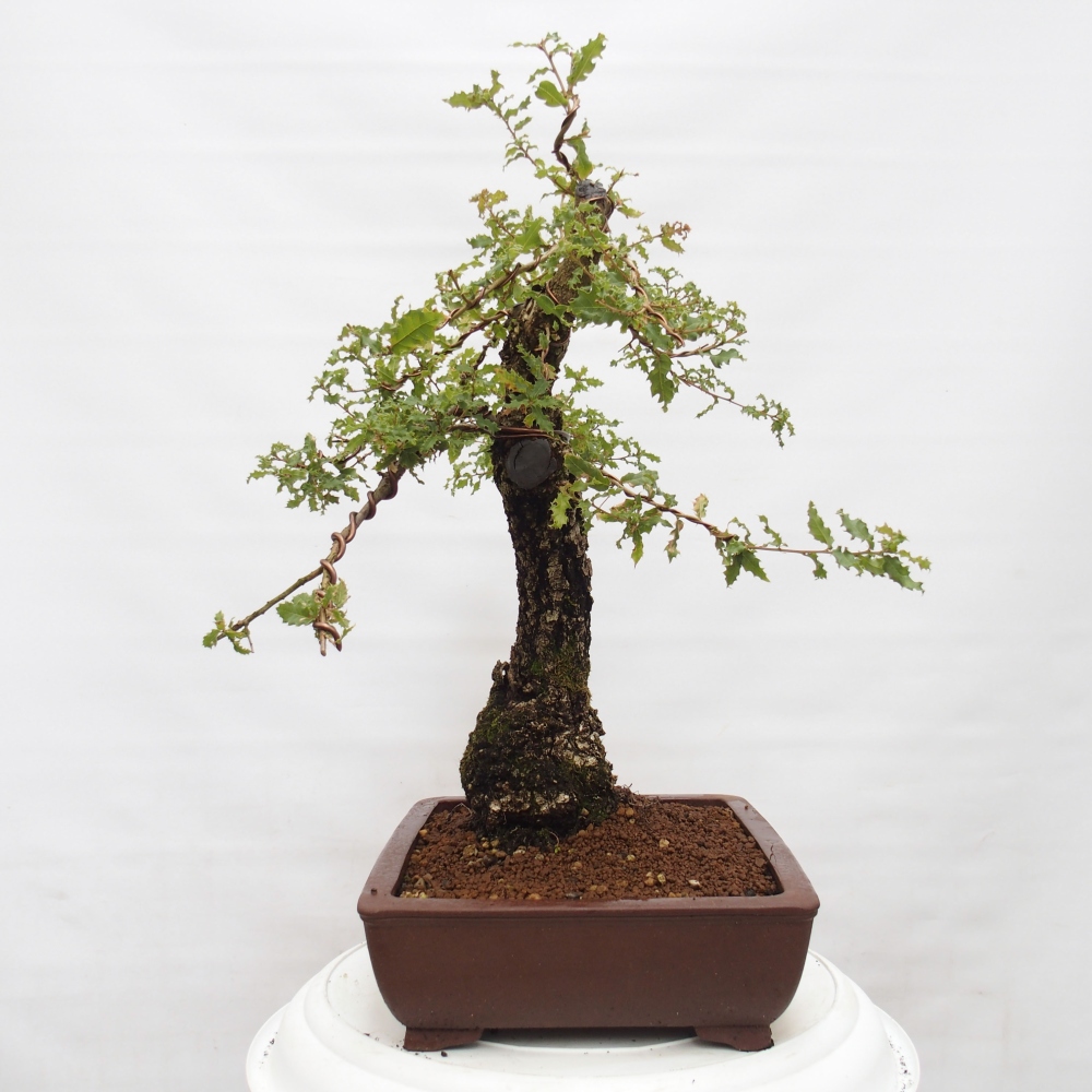 Yamadori - Quercus Ilex - Oak holly