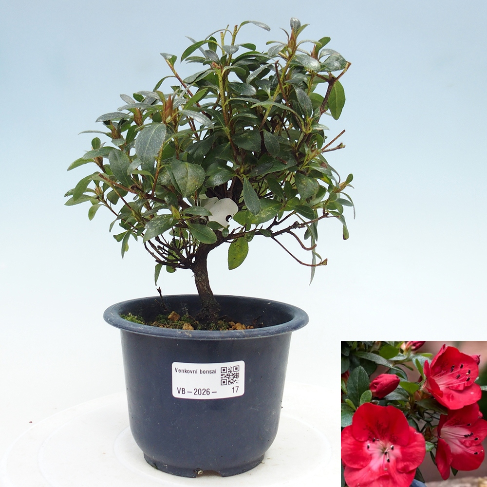 Outdoor bonsai - Japanese Azalea - Azalea Benibeni