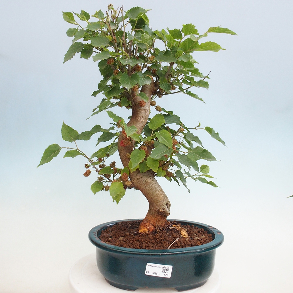 Outdoor bonsai - Morus alba - mulberry