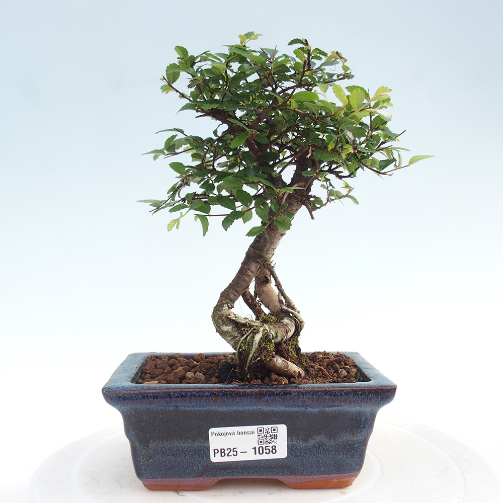 Indoor bonsai - Ulmus parvifolia - Small-leaved elm