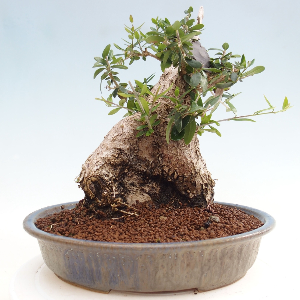 Indoor bonsai - Olea europaea sylvestris - European small-leaved olive oil