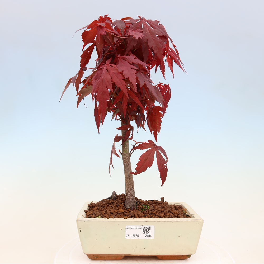 Outdoor bonsai - Acer palm. Atropurpureum-Javor palmate