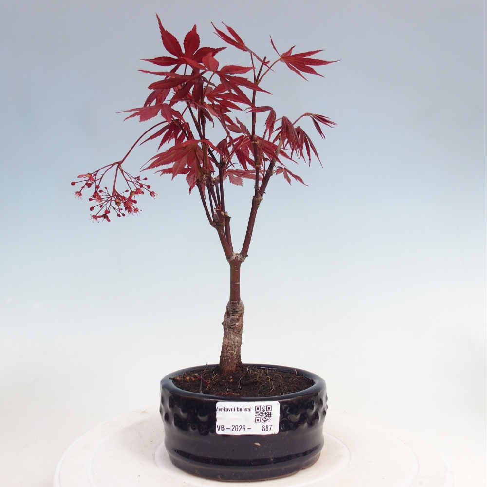 Outdoor bonsai - Acer palm. Atropurpureum-Palmleaf Maple