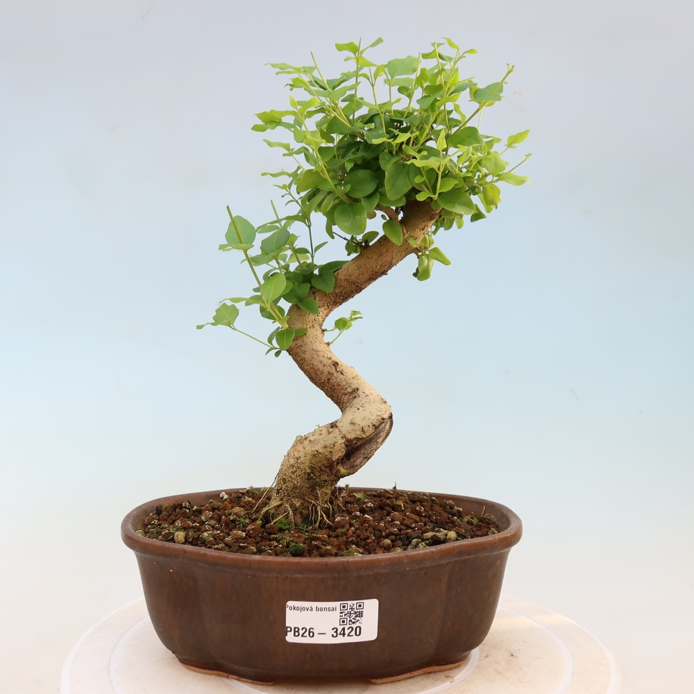 Room bonsai -Ligustrum chinensis - Birds Beak