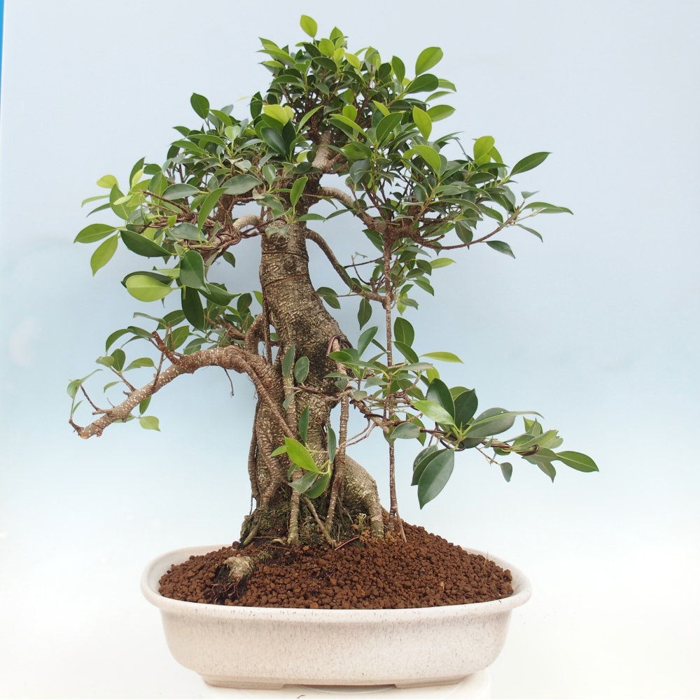 Room bonsai - Ficus kimmen - small-leaved ficus - PERSONAL COLLECTION ONLY or pallet transport