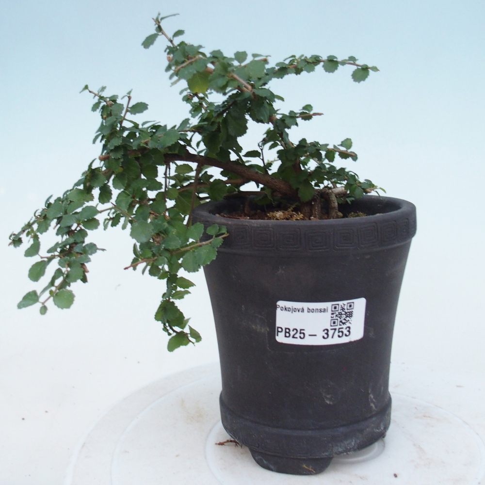 Room bonsai - Grewia sp. - Grewia malafolia