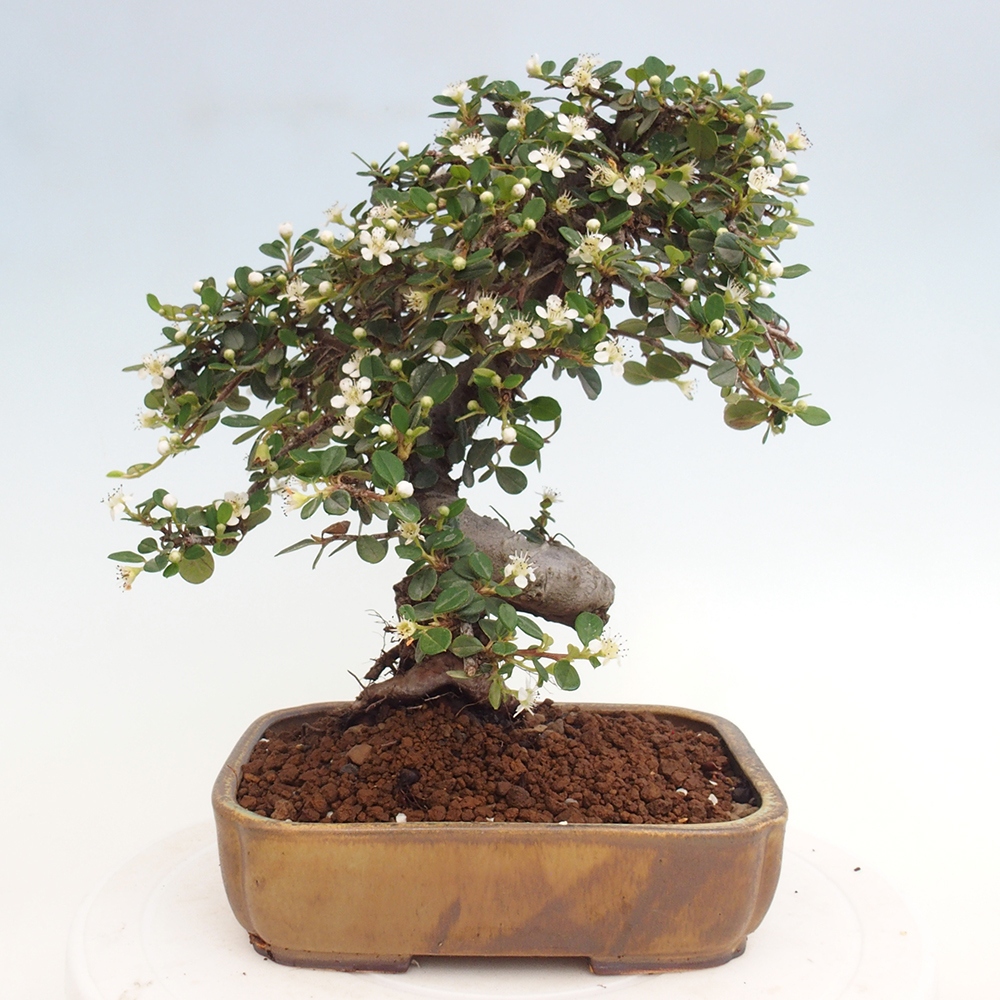 Outdoor bonsai-Cotoneaster dammeri - Rock Damer