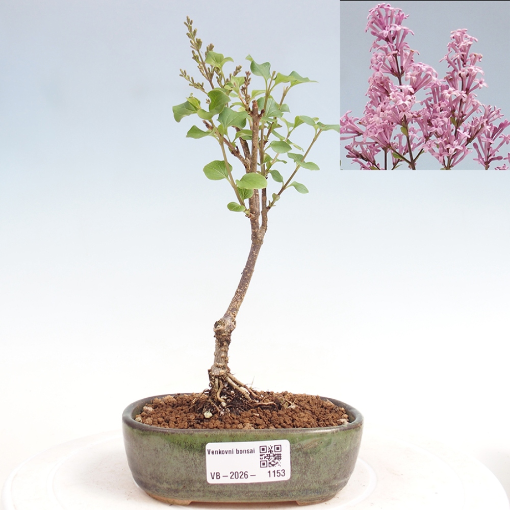 Outdoor bonsai - Syringa Meyeri Palibin - Meyer's Lilac
