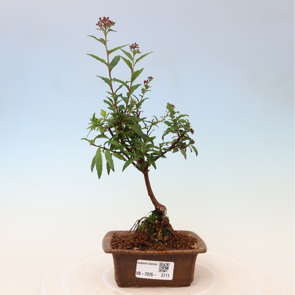 Outdoor Bonsai - Japanese Spirea - Spirea japonica 'Anthony Waterer'