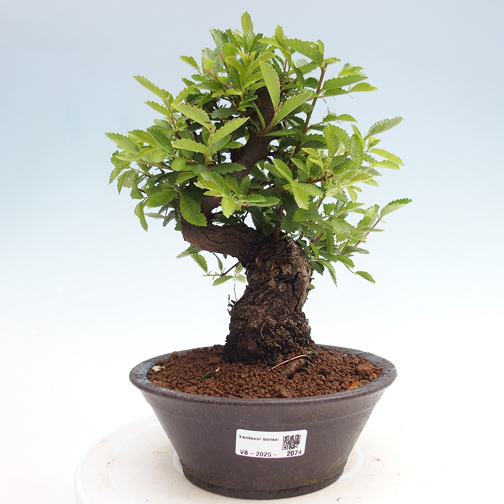 Outdoor bonsai - Zelkova - Zelkova NIRE