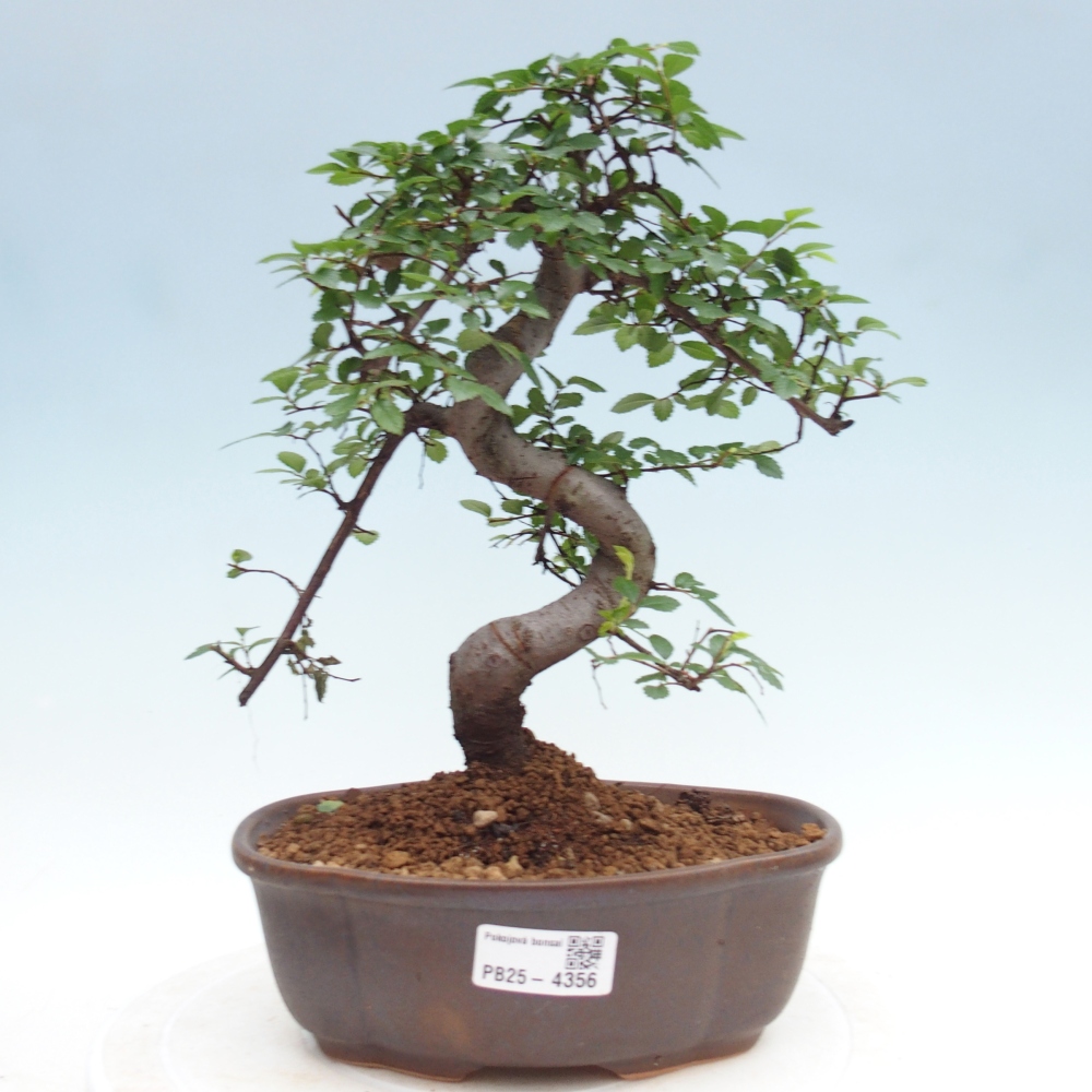 Room bonsai - Ulmus parvifolia - Small-leaved elm