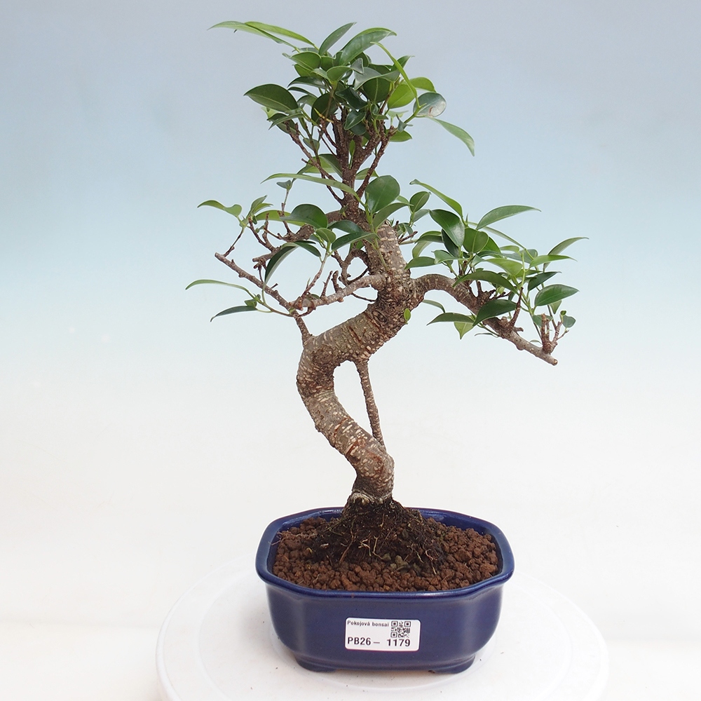 Room bonsai - Ficus retusa - small-leaved ficus