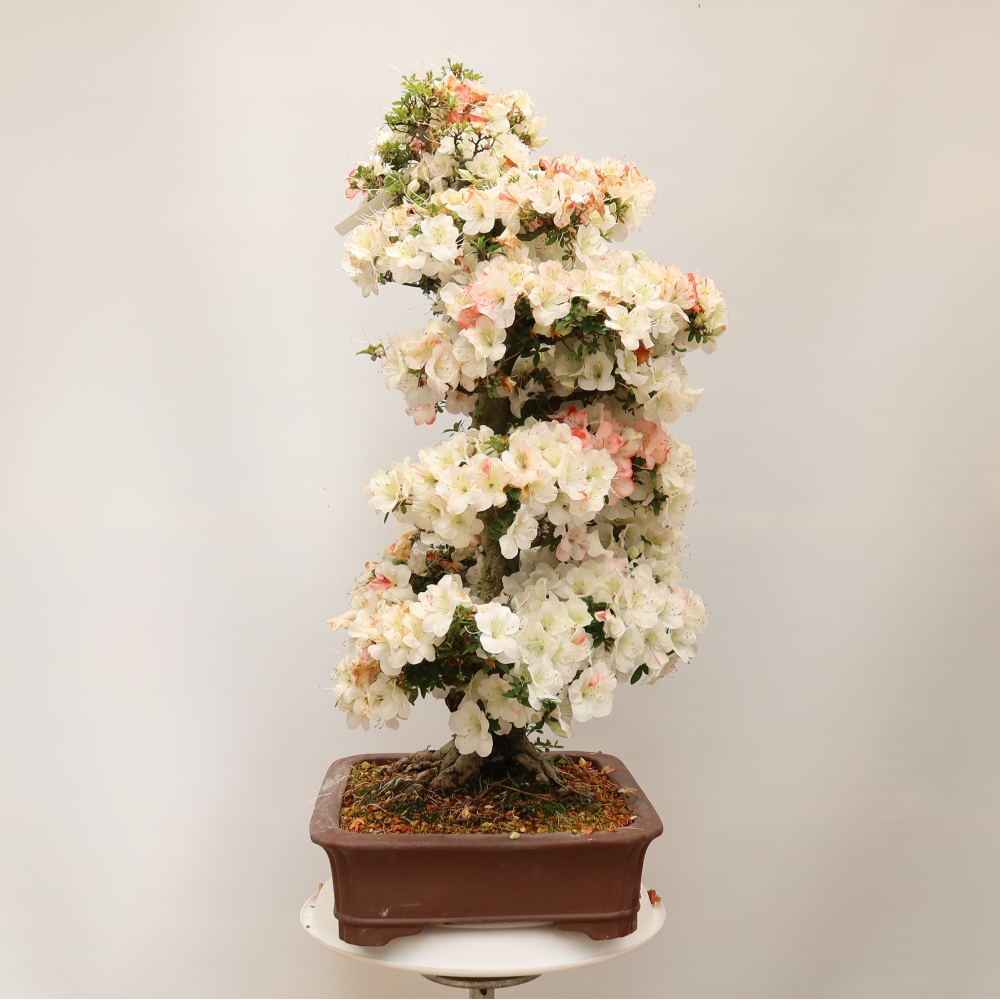Outdoor bonsai - Japanese Azalea - Azalea Tochizumi
