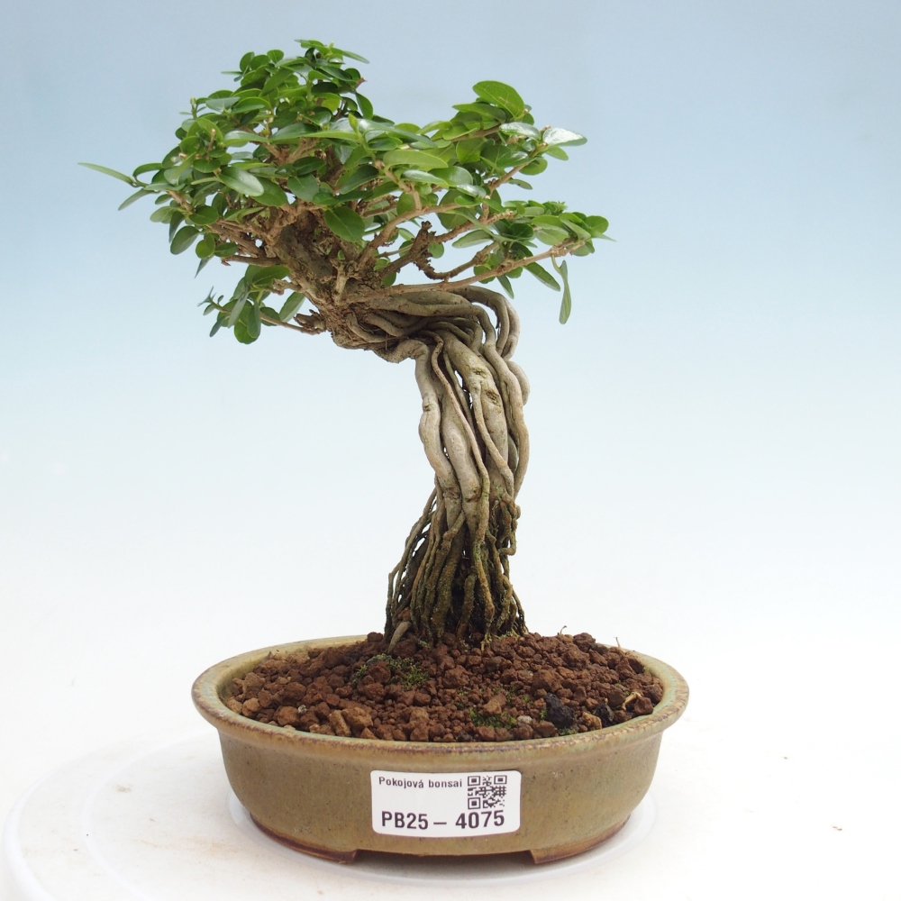 Indoor bonsai - Premna serratifolia - Kozlovňa malolistá