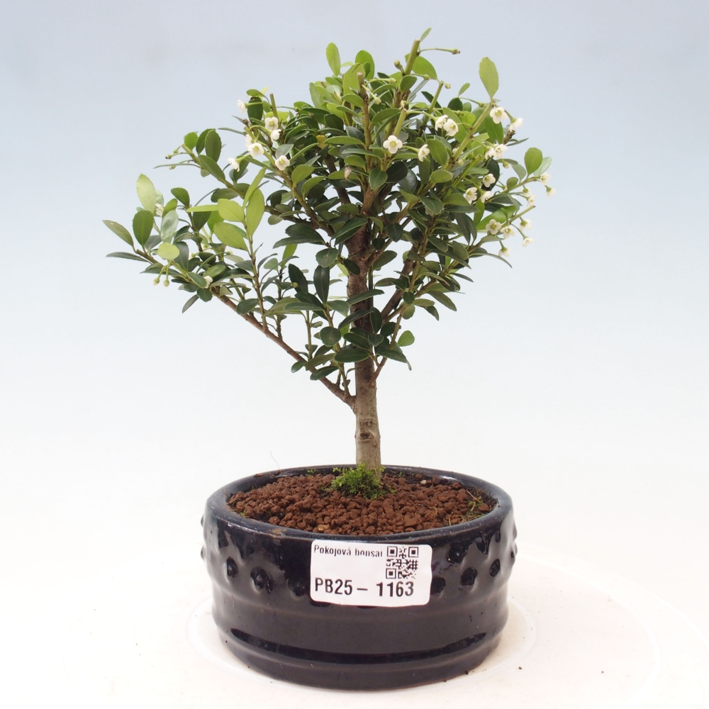 Indoor bonsai - Ilex crenata - Holly