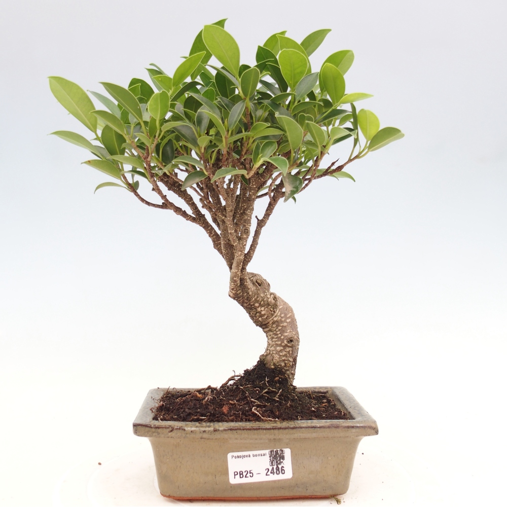 Indoor bonsai - Ficus retusa - small-leaved ficus