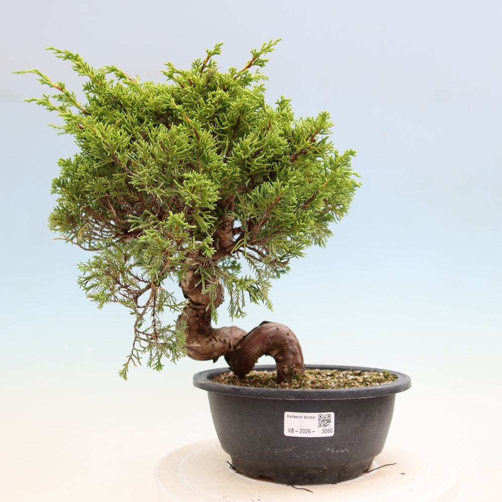 Outdoor Bonsai - Juniperus chinensis Itoigawa - Chinese Juniper