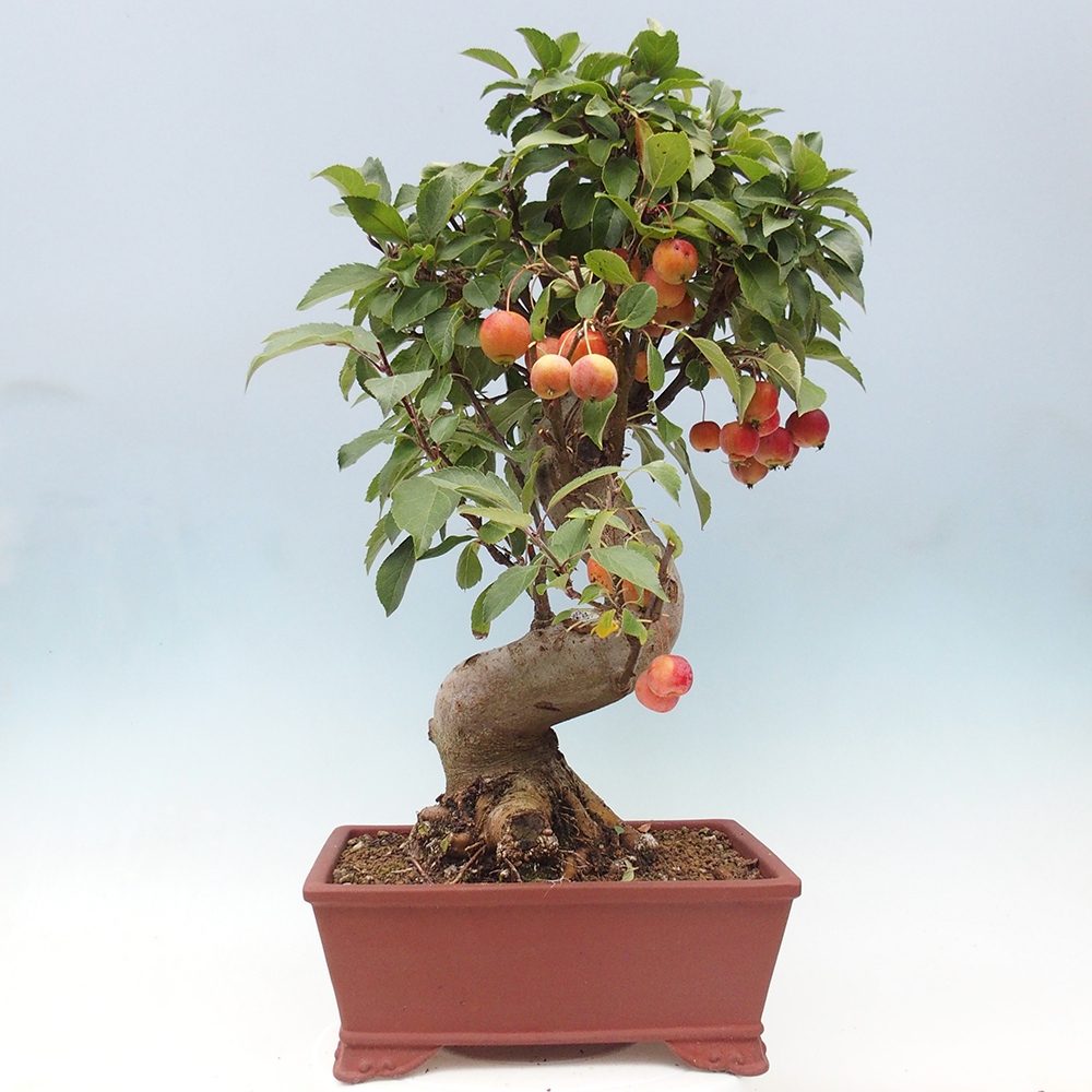 Outdoor bonsai - Malus halliana - Small-fruited apple tree