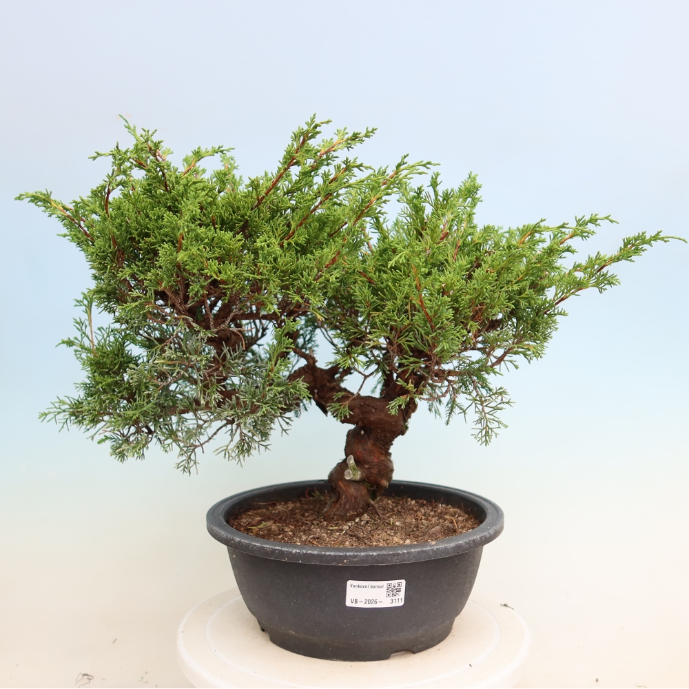 Outdoor Bonsai - Juniperus chinensis Itoigawa - Chinese Juniper