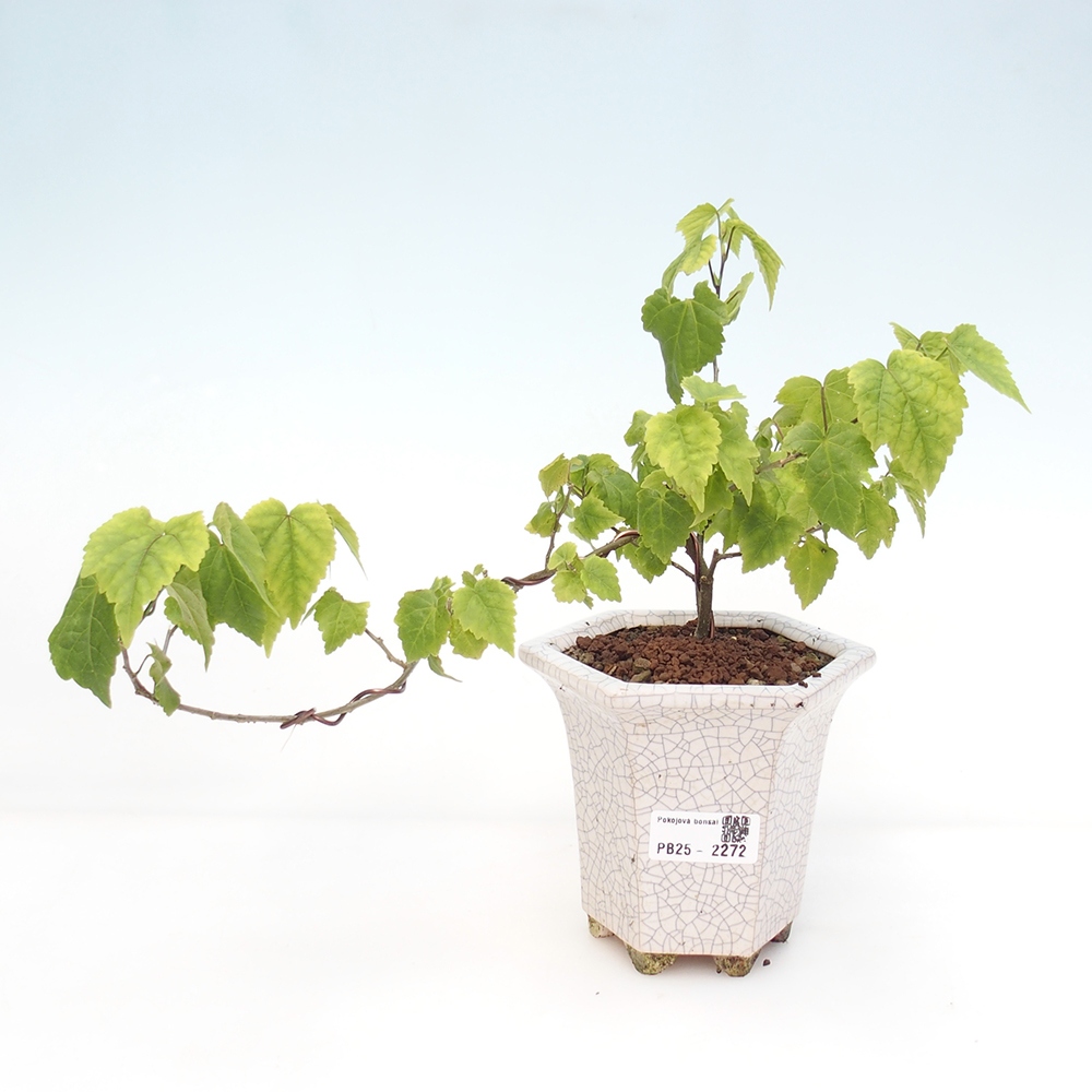 Indoor bonsai - Abutilon Big Bell - River cloudberry