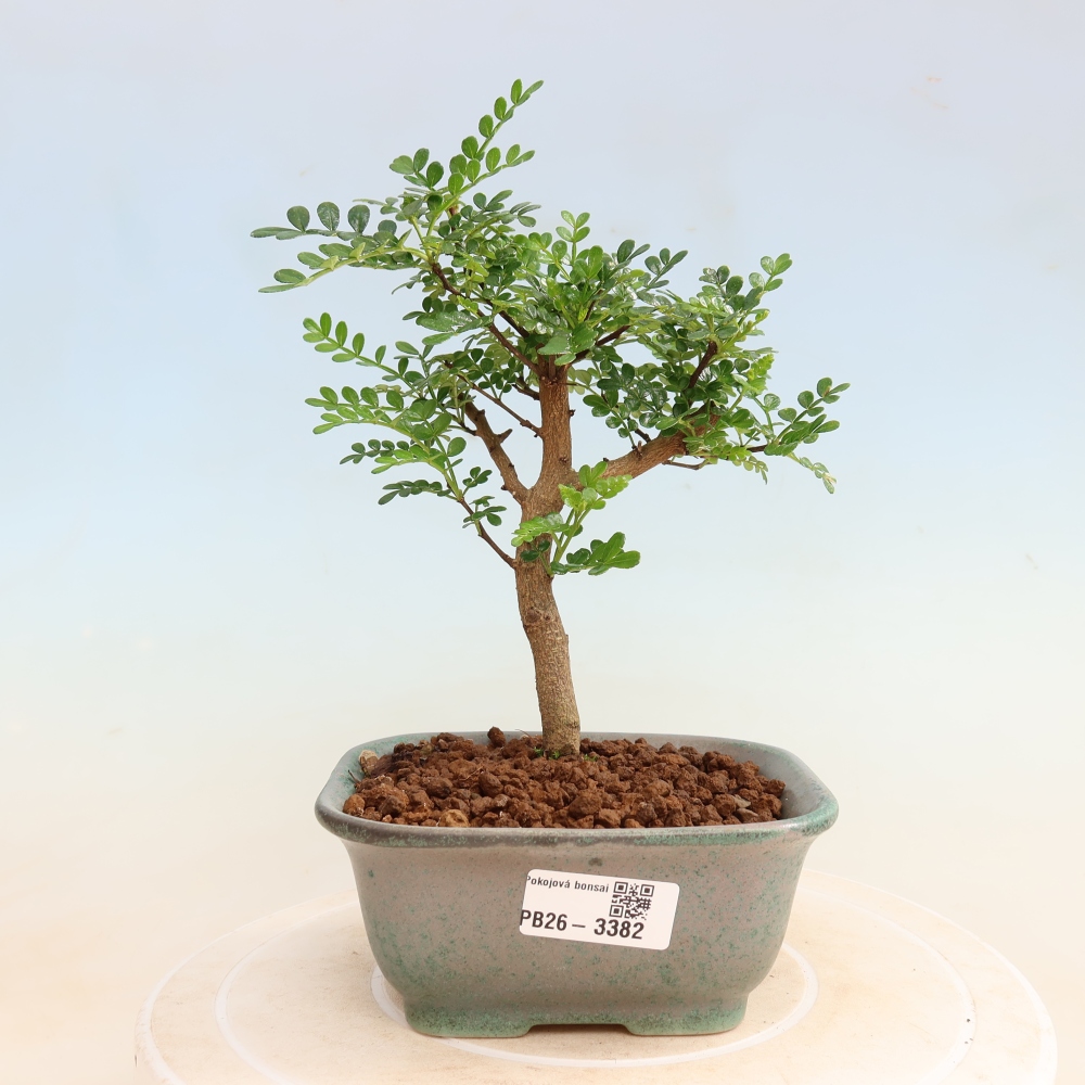 Room bonsai - Zantoxylum piperitum - pepper tree