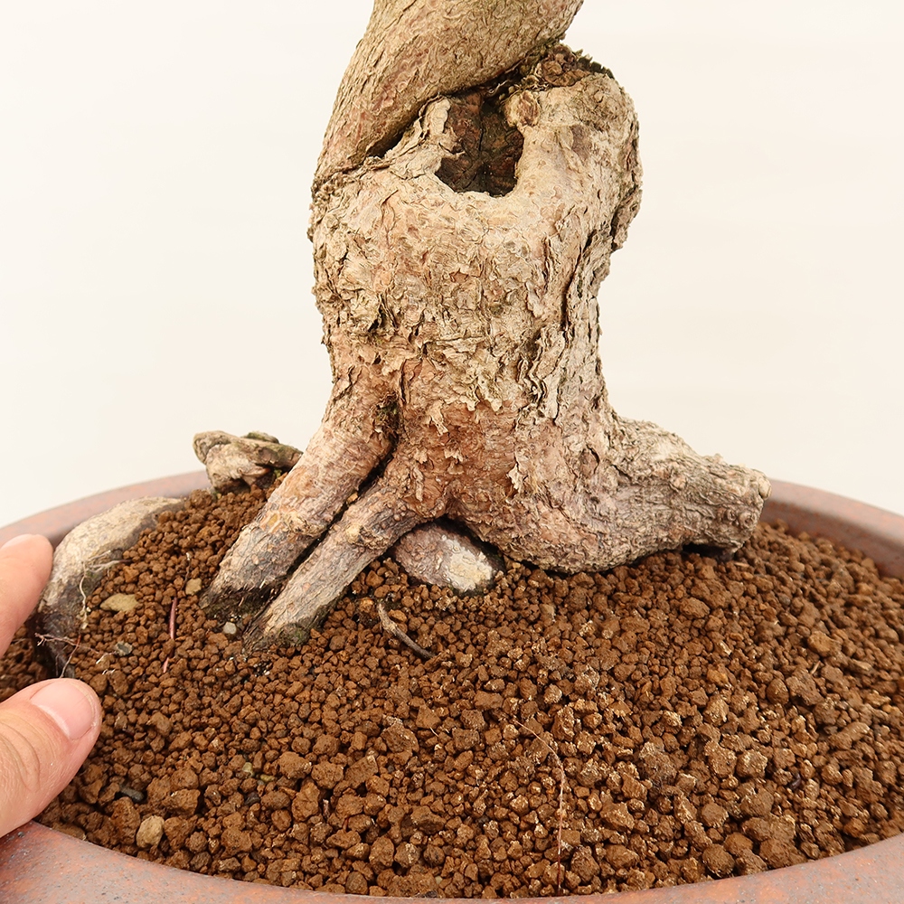 Outdoor bonsai - Carpinus Coreana - Korean hornbeam