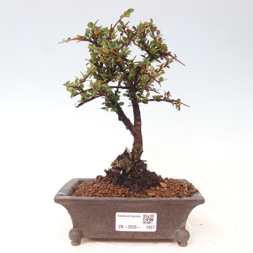 Outdoor bonsai - Cotoneaster horizontalis - Rocky Mountain