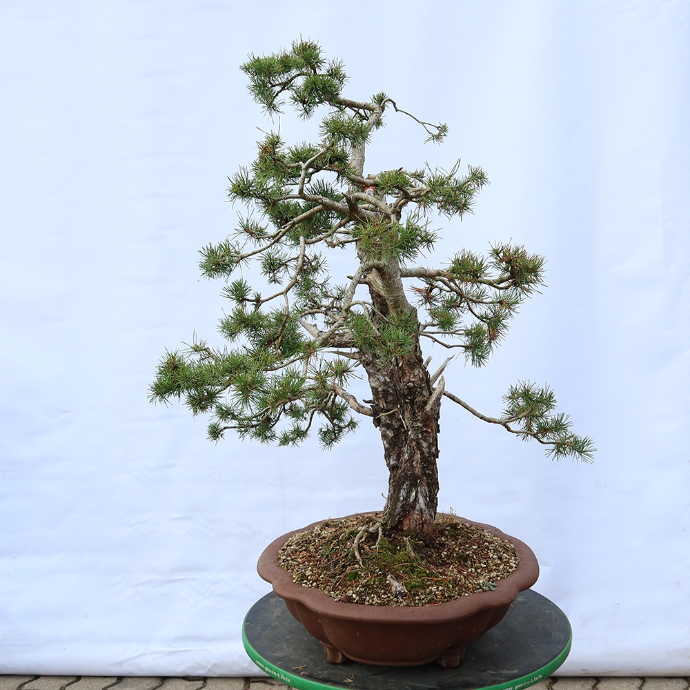 Pinus sylvestris Spain - Scots pine