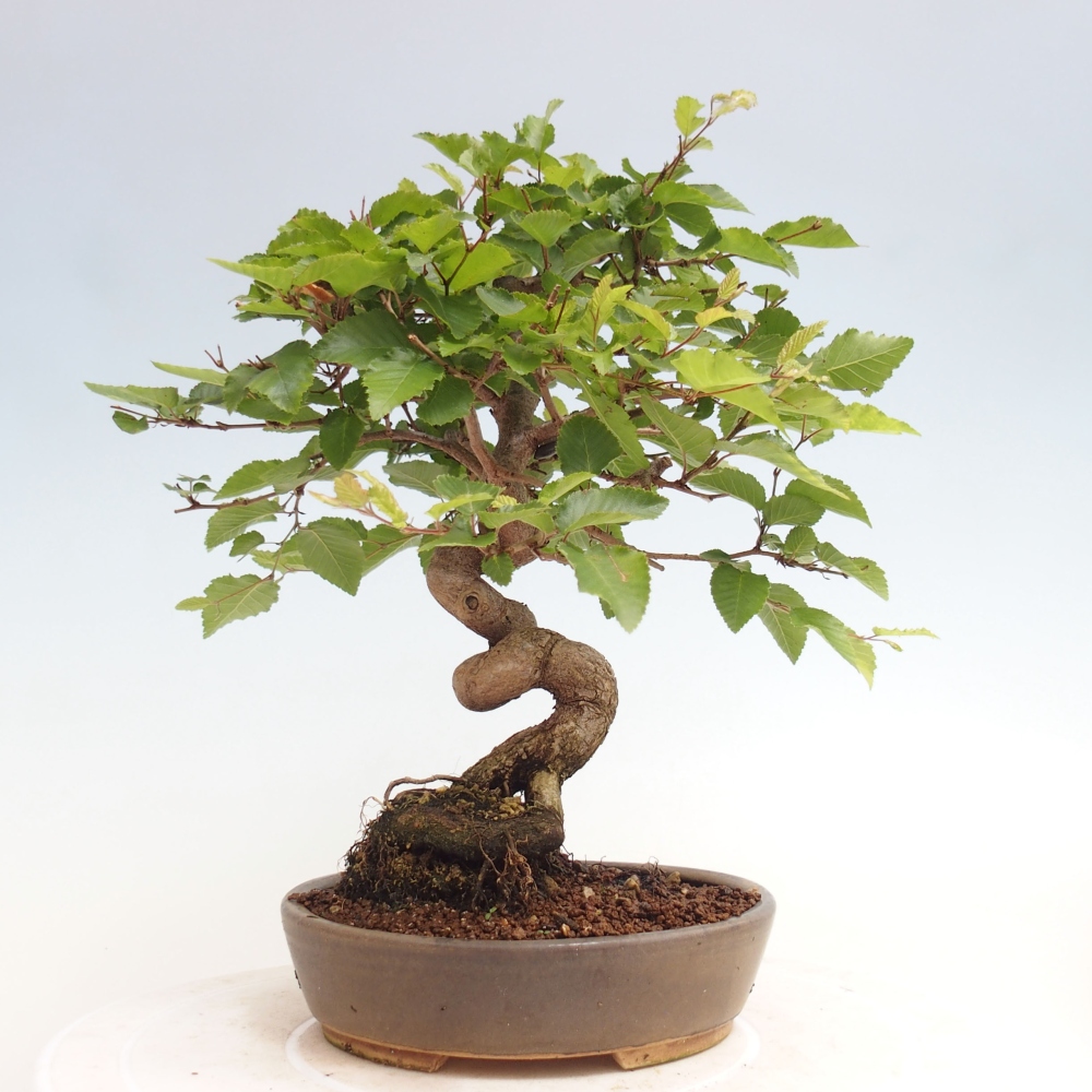 Outdoor bonsai -Carpinus CARPINOIDES - Korean hornbeam