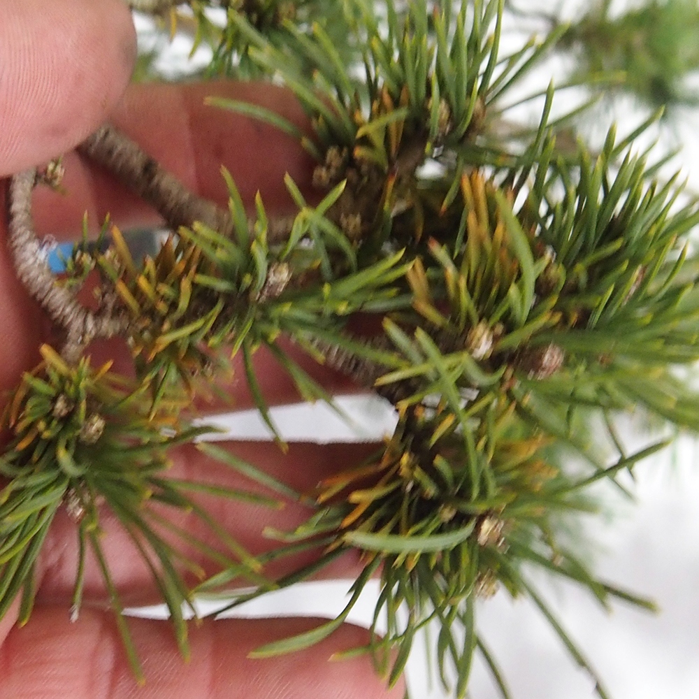 Yamadori - Pinus sylvestris 