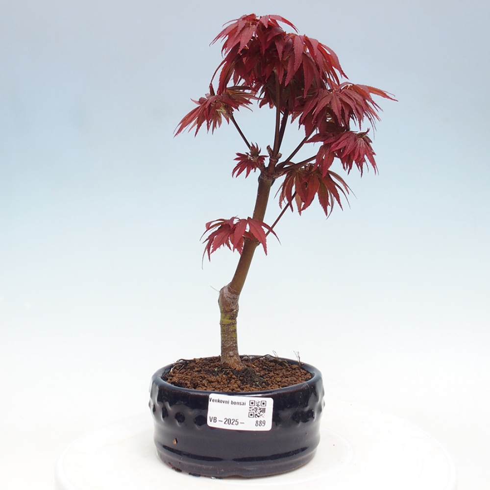 Outdoor bonsai - Acer palm. Atropurpureum-Palmleaf Maple