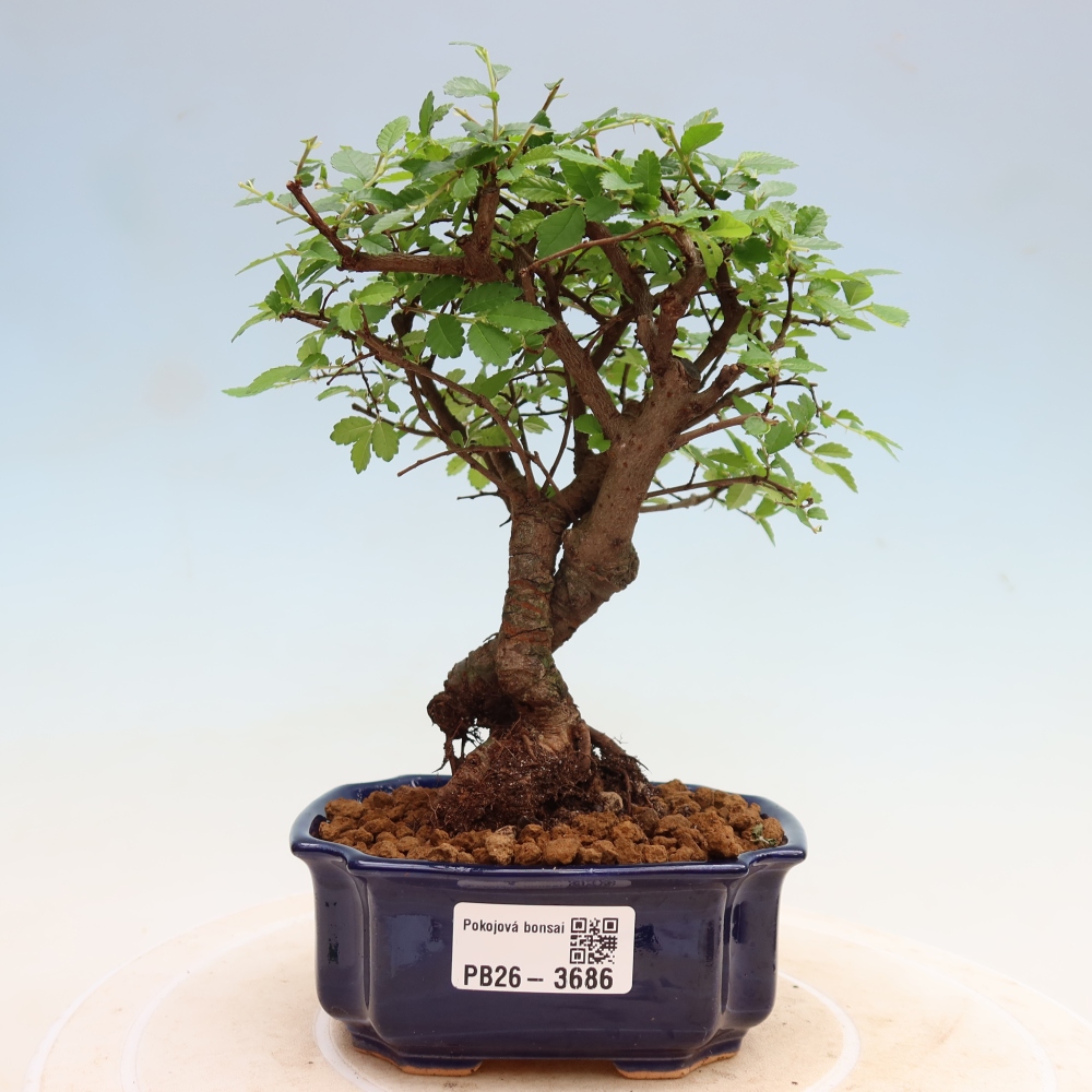Room bonsai - Ulmus parvifolia - Small-leaved elm