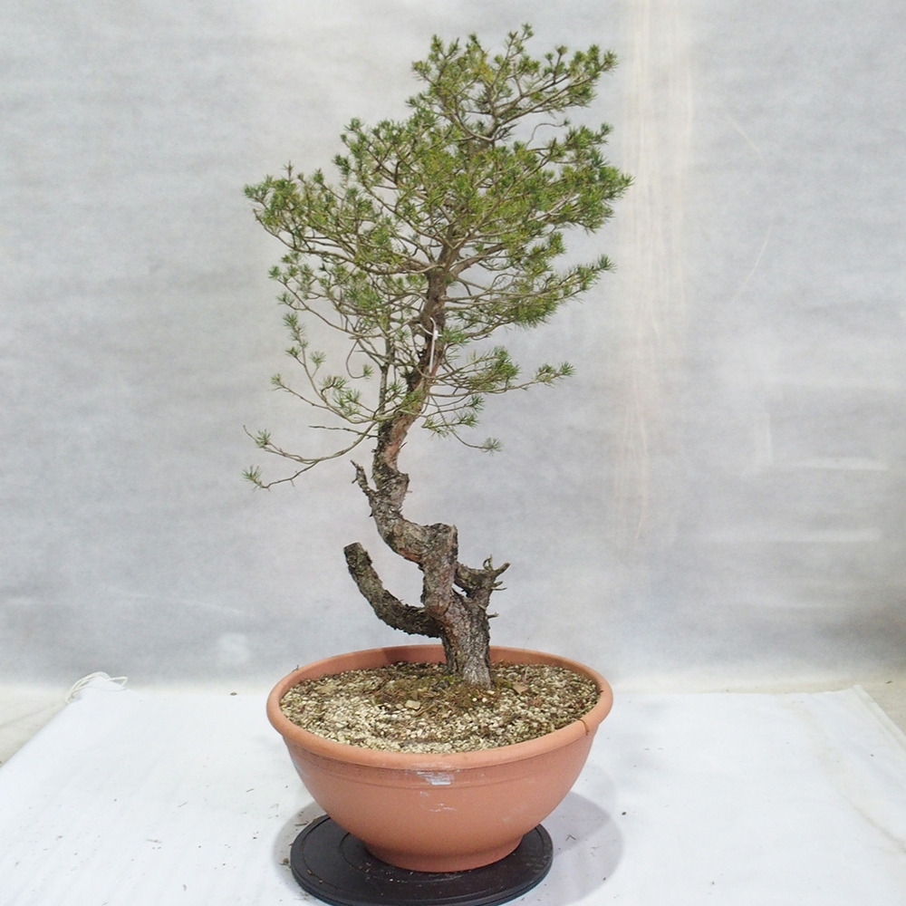Yamadori - Pinus sylvestris 