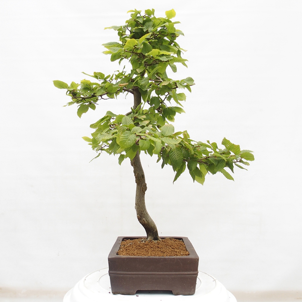 Outdoor bonsai - Hornbeam - Carpinus betulus