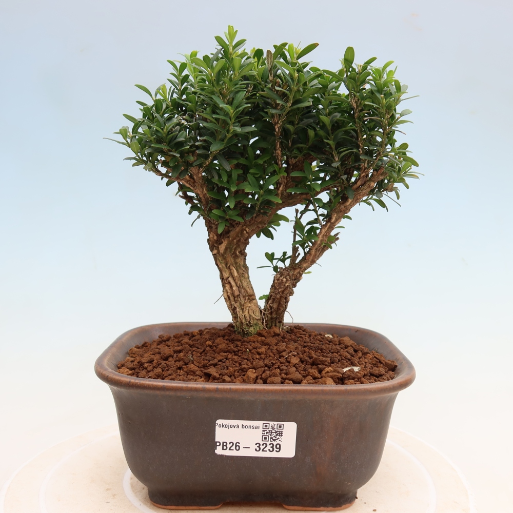 Room bonsai - Buxus harlandii - cork buxus